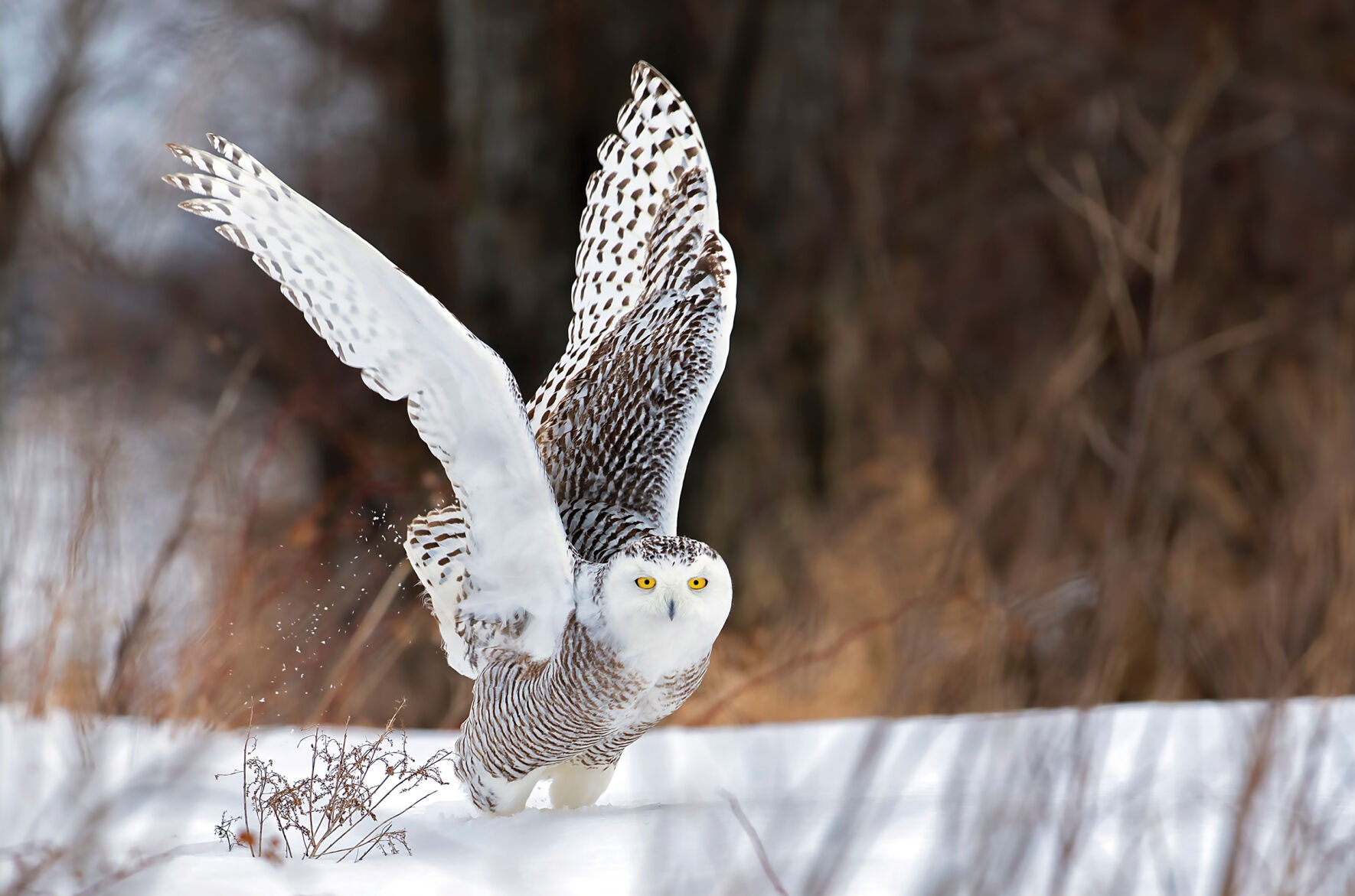 Snowy owl